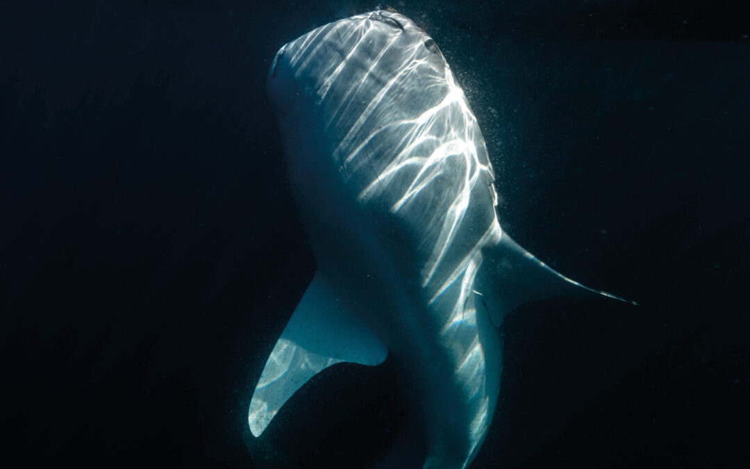 The Shark with a Thousand NamesDirector: The Jetlagged