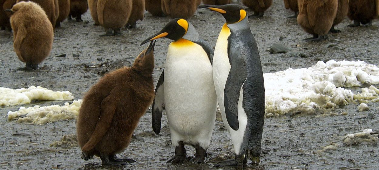 Parents in the WildDirector: Annette Scheurich, Moritz Mayerle | Production: Marco Polo Film | WDR, ARTE