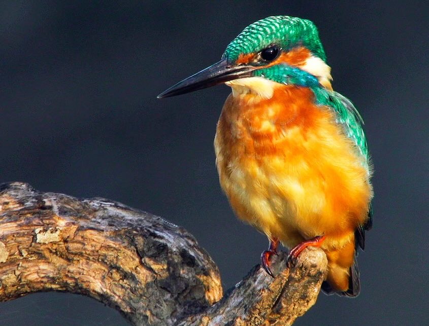 Romantic RiversDirector: Ralph Schieke, Svenja Schieke | Production: Doclights | NDR